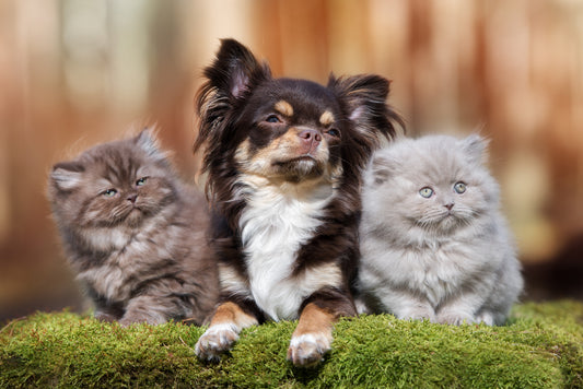 Keeping Our Pets Safe in the Pool and Garden
