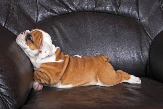 Keeping Your Dog Active Indoors