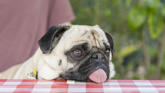 Foods bad for dogs