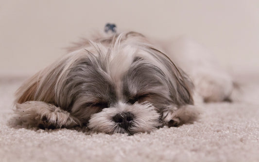 5 Ways To Keep Your Pets Warm This Winter