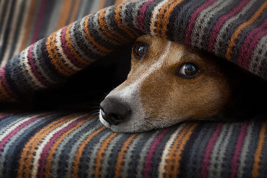 Tips on Caring for Your Dog After Surgery