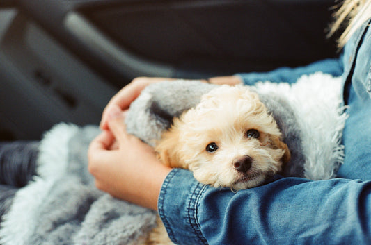 Keeping Your Pets Safe from Household Dangers