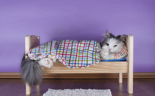 Why Small Pets Love To Burrow