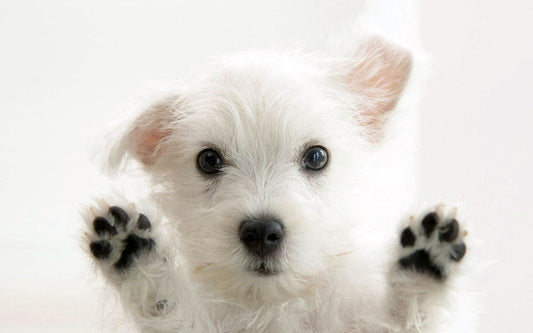 Dog Anxiety