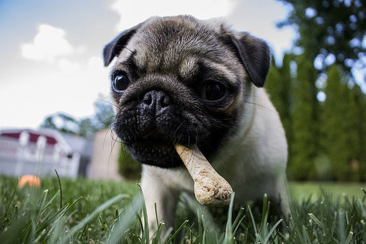 The 5 Most Adorable Small Dog Breeds Around