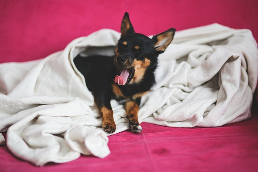 Why Your Pet Needs a BedHug Burrow Blanket (For Dogs & Cats)