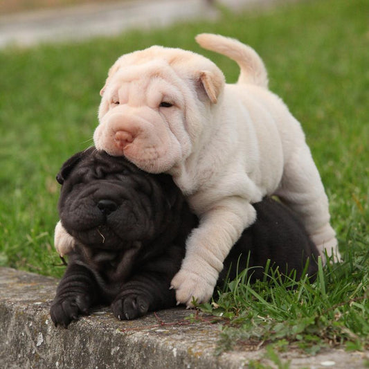 Fido, We Were Born to Run