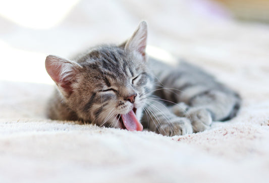 Yawning Kitten BedHug